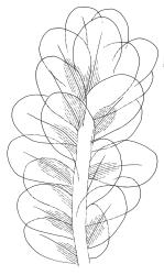 Distichophyllum microcarpum, portion of shoot, moist. Drawn from J.E. Beever 22-04, CHR 104543.
 Image: S. Malcolm © Landcare Research 2017 